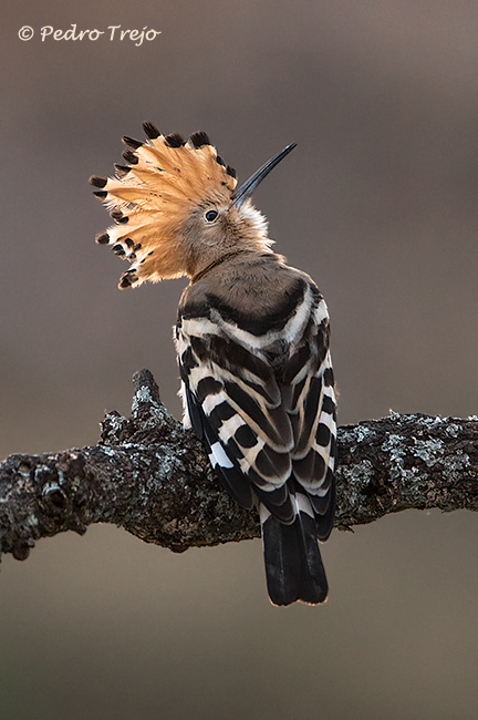 Abubilla (Upupa epops)